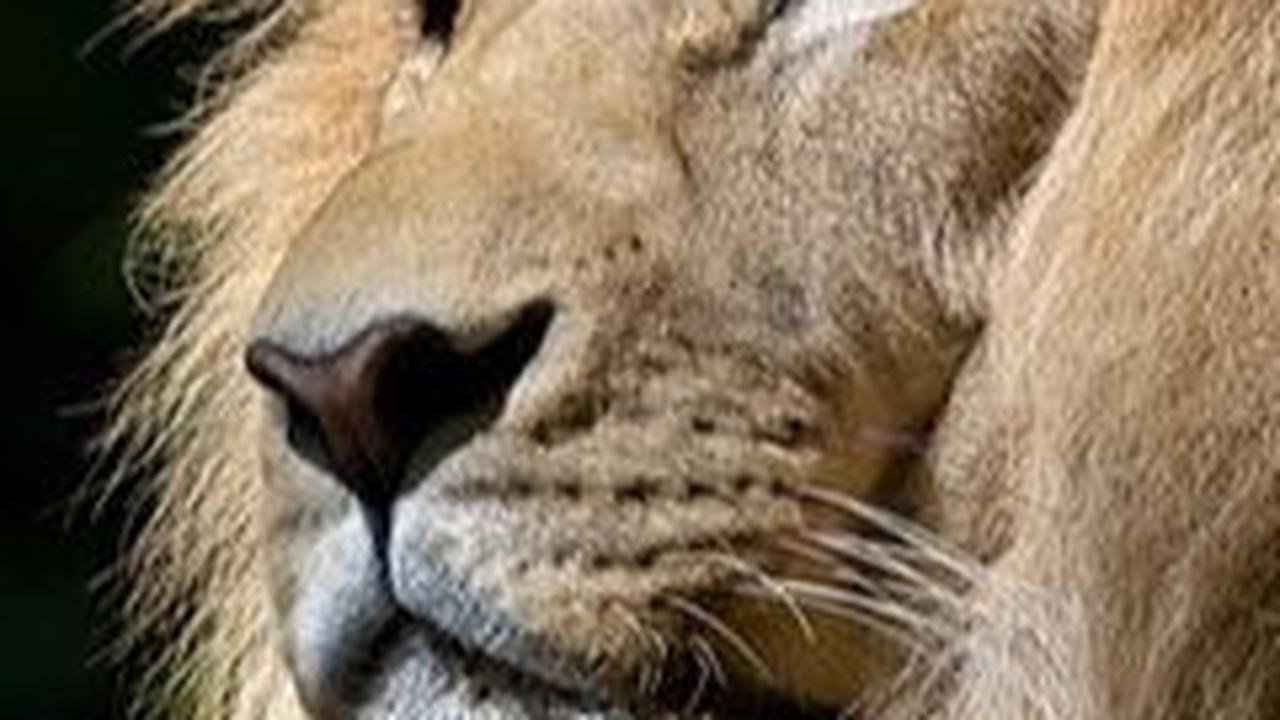 Apakah Singa Berbahaya bagi Manusia?<br>