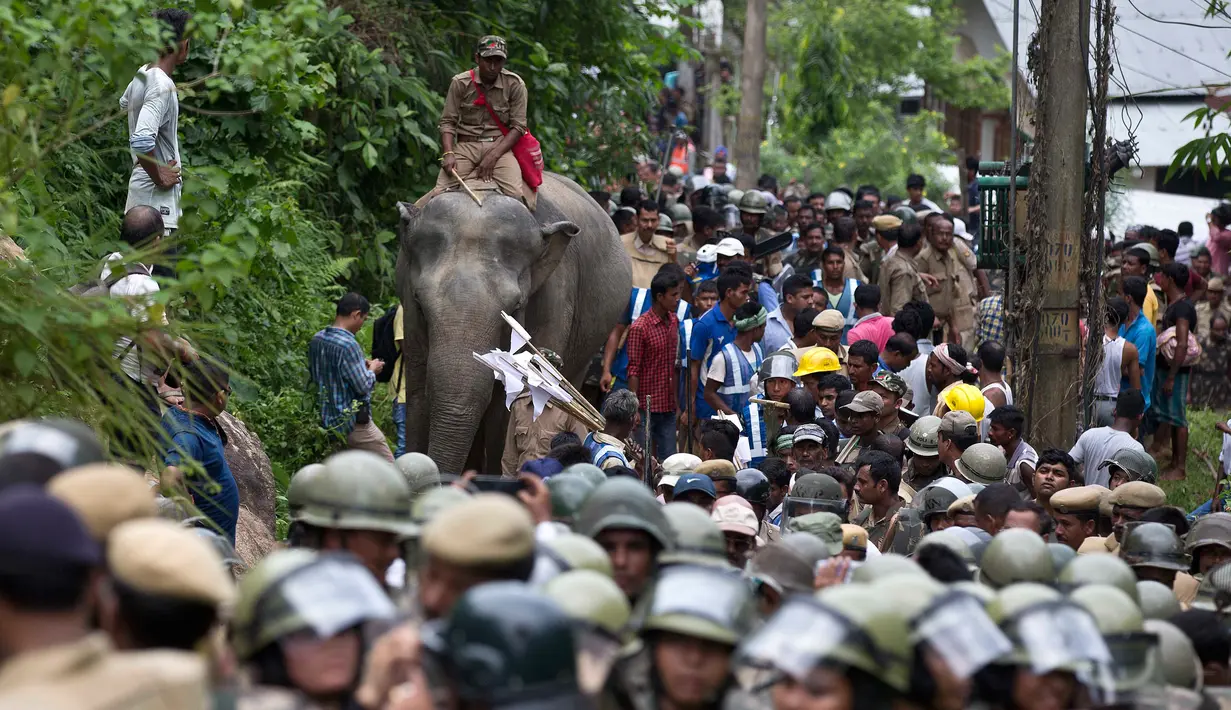 Seekor gajah tiba untuk membantu melakukan penggusuran di Suaka Margasatwa Amchang di pinggiran Gauhati, India (25/8). Pasukan keamanan India mengerahkan gajah untuk menggusur sejumlah rumah ilegal di kawasan tersebut. (AP Photo/Anupam Nath)