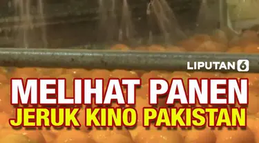 Jeruk Mandarin atau Jeruk Kino merupakan komoditas buah-buahan utama Pakistan. Jeruk jenis ini tumbuh subur di Pakistan dan telah diekspor ke 60 negara termasuk Indonesia.