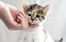 Ternyata Ini Manfaat Memelihara Kucing untuk Kesehatan, Salah Satunya Pelepasan Endorfin