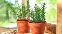 6 Tips Merawat Tanaman Obat Keluarga di Lahan Sempit
