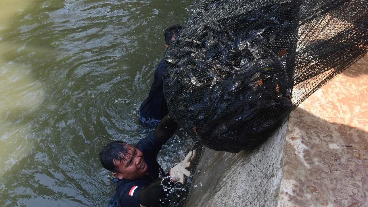 FOTO: Operasi  Penangkapan  Ikan Sapu Sapu di Setu Babakan Capai Lebih dari Tiga Ton