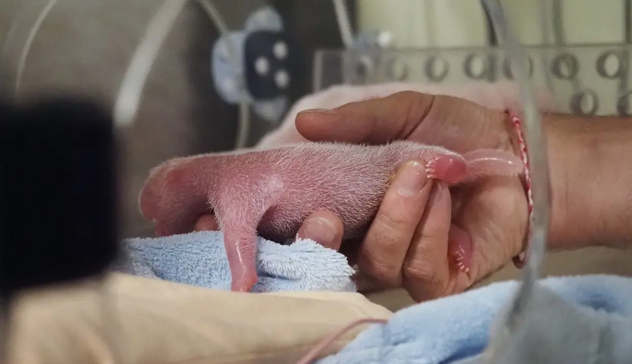 Seorang dokter hewan merawat anak panda kembar pertama yang dilahirkan panda betina Huan Huan di Beauval Zoo, Saint-Aignan-sur-Cher, Prancis, 1 Agustus 2021. Huan Huan yang berarti "Bahagia" dalam bahasa China adalah panda betina yang dipinjamkan China ke ZooParc de Beauval. (Guillaume SOUVANT/AFP)