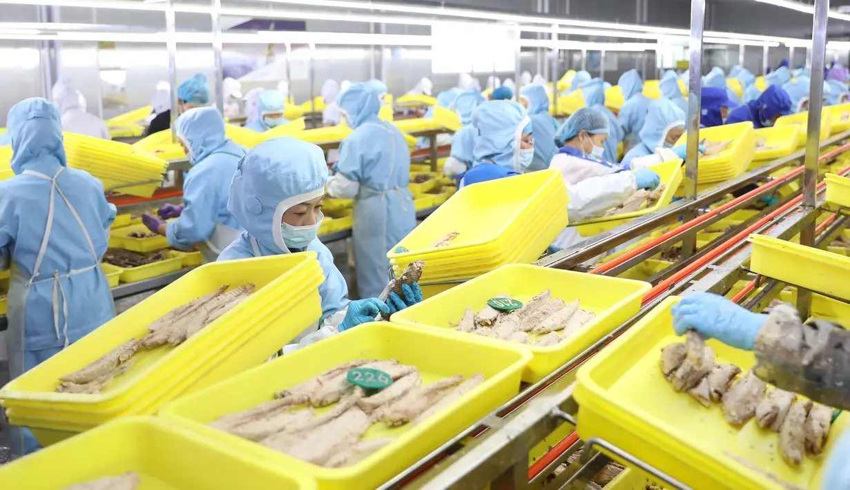 Pekerja mengolah ikan di pabrik sebuah perusahaan makanan di Donggang, Provinsi Liaoning, China, 10 September 2020. Perusahaan-perusahaan produk ikan di Donggang sedang mengembangkan sejumlah produk olahan baru dan memperluas saluran pemasaran untuk memastikan penjualan mereka. (Xinhua/Yao Jianfeng)