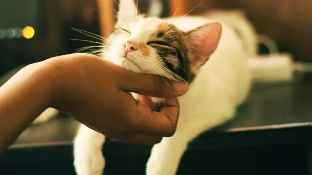 ilustrasi kucing