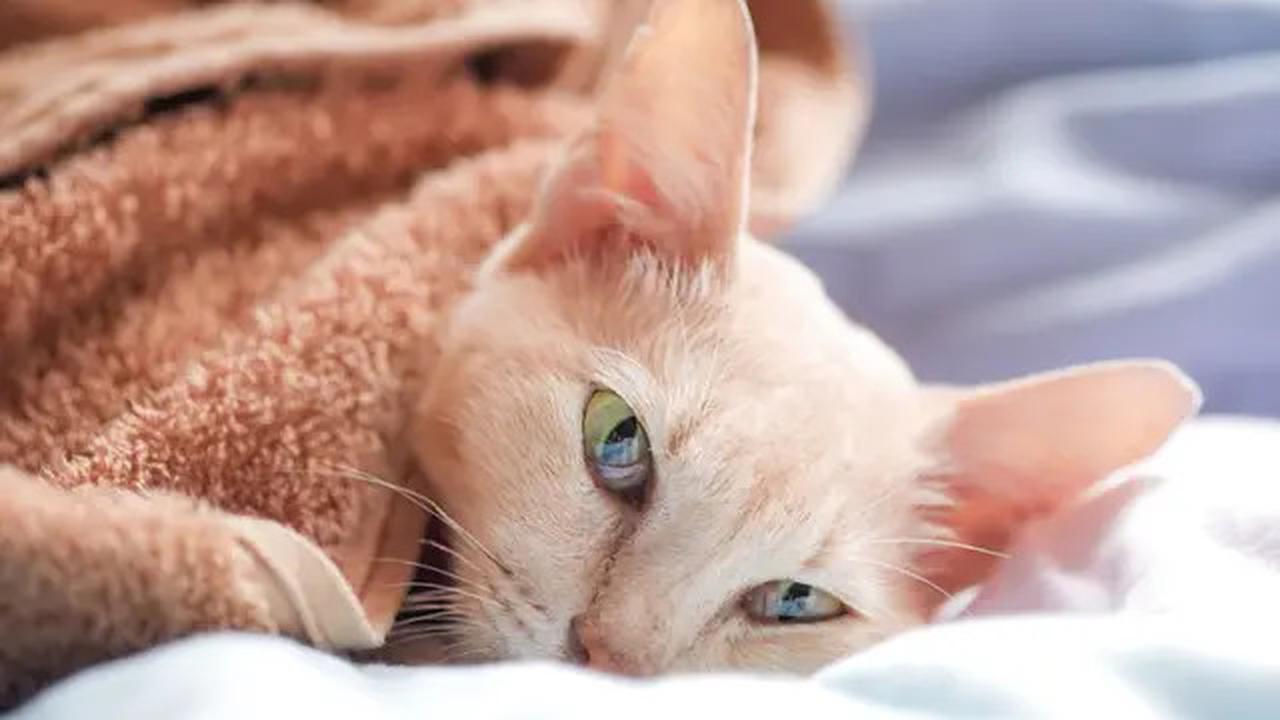 Detik-Detik Kucing di Thailand Diselamatkan Pakai CPR Usai Kesetrum