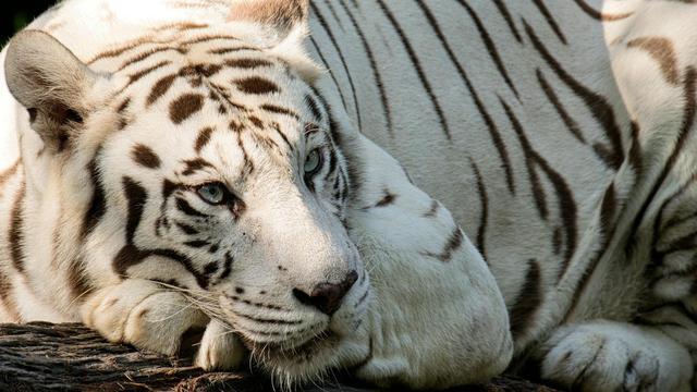 White Tiger