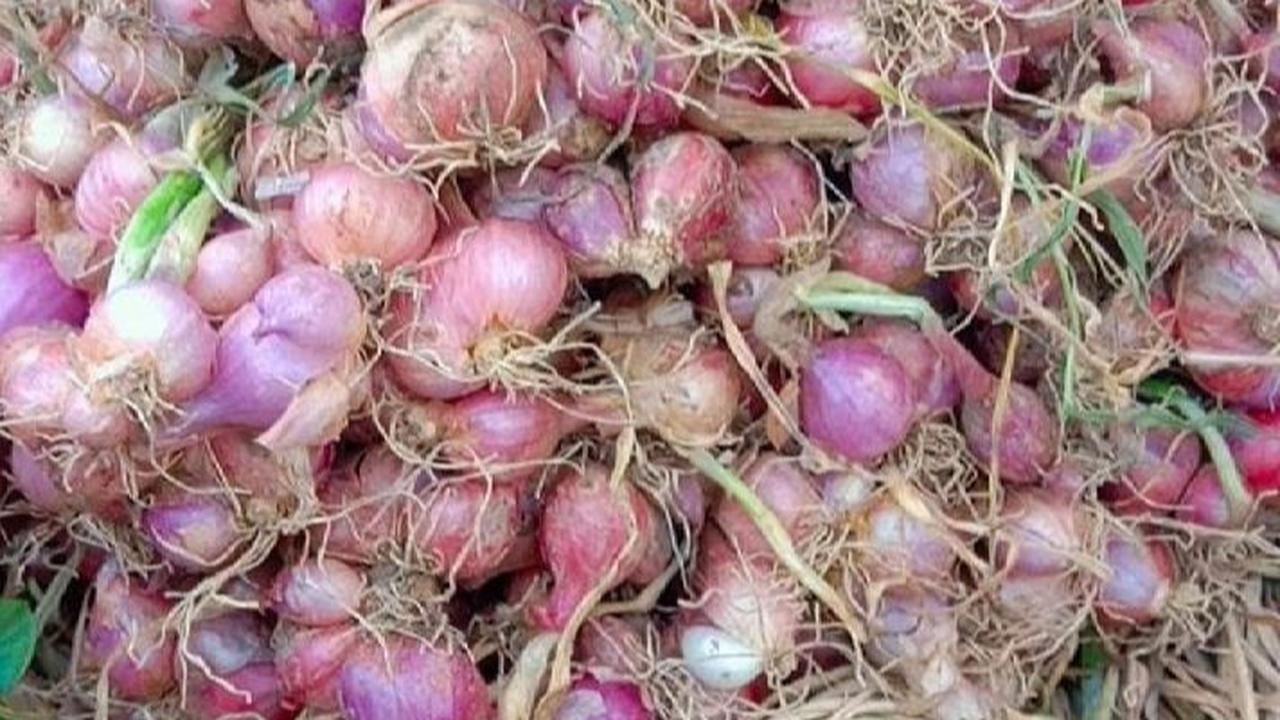 Cara Menanam Bawang Merah: Panduan Lengkap untuk Hasil Panen Melimpah