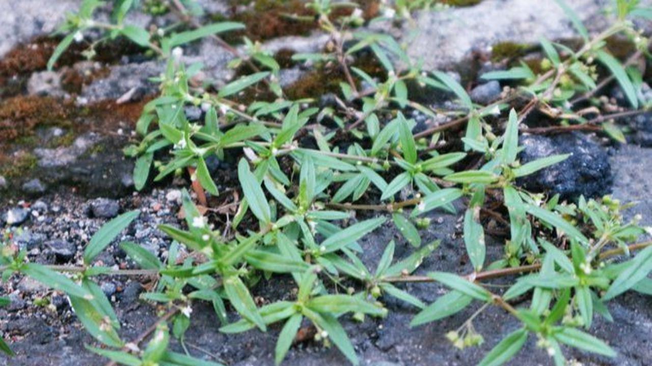 6. Rumput Mutiara