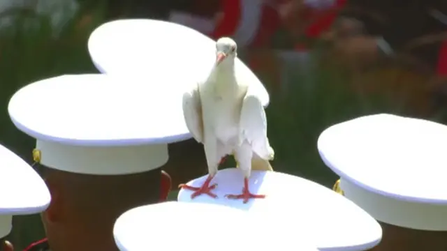Foto seekor burung  tampak tenang bertengger di topi salah seorang prajurit, sementara sang prajurit tetap berdiri tegap menjaga profesionalisme hingga upacara selesai. (Istimewa)