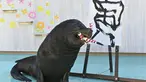Singa laut Leo menggunakan kuas untuk melukis karakter China "harimau", yang merupakan tanda zodiak China tahun baru yang akan datang, selama pratinjau pers di Hakkeijima Sea Paradise di Yokohama (27/12/2021). (AFP/Kazuhiro Nogi)