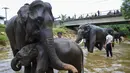 Gajah-gajah Sumatera dimandikan oleh pawang mereka di sungai di Koridor Satwa Trumon, Kawasan Ekosistem Leuser, Aceh Selatan pada 15 April 2019. Gajah merupakan hewan mamalia darat terbesar yang masih hidup sampai saat ini. (CHAIDEER MAHYUDDIN / AFP)