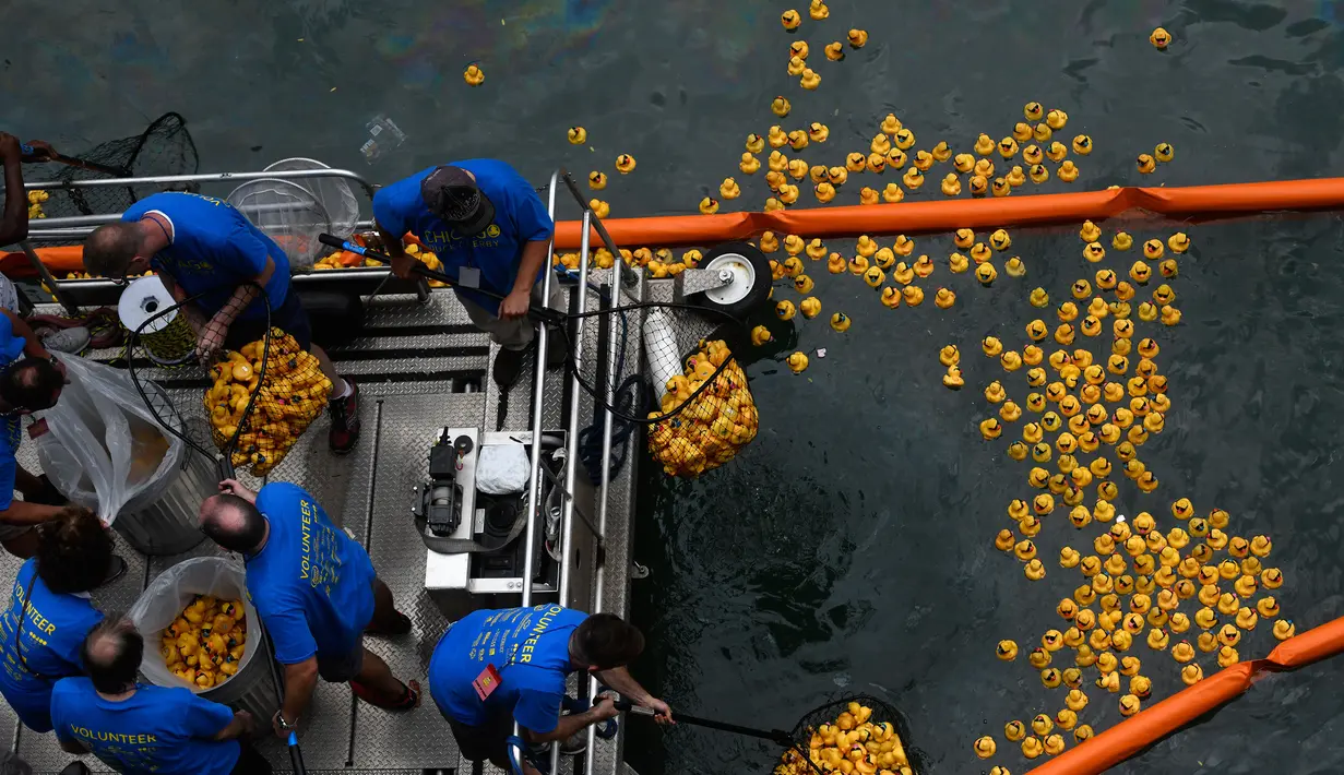 Para relawan meraup bebek karet dari Sungai Chicago untuk acara penggalangan dana tahunan Derby Ducky di pusat kota Chicago, Kamis (9/8). Semua dana yang terkumpul akan digunakan untuk Special Olympics Illinois. (AP Photo/Annie Rice)