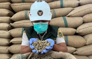 Tembus Pasar China hingga Italia, UMKM Kopi Lampung Genjot Hilirisasi