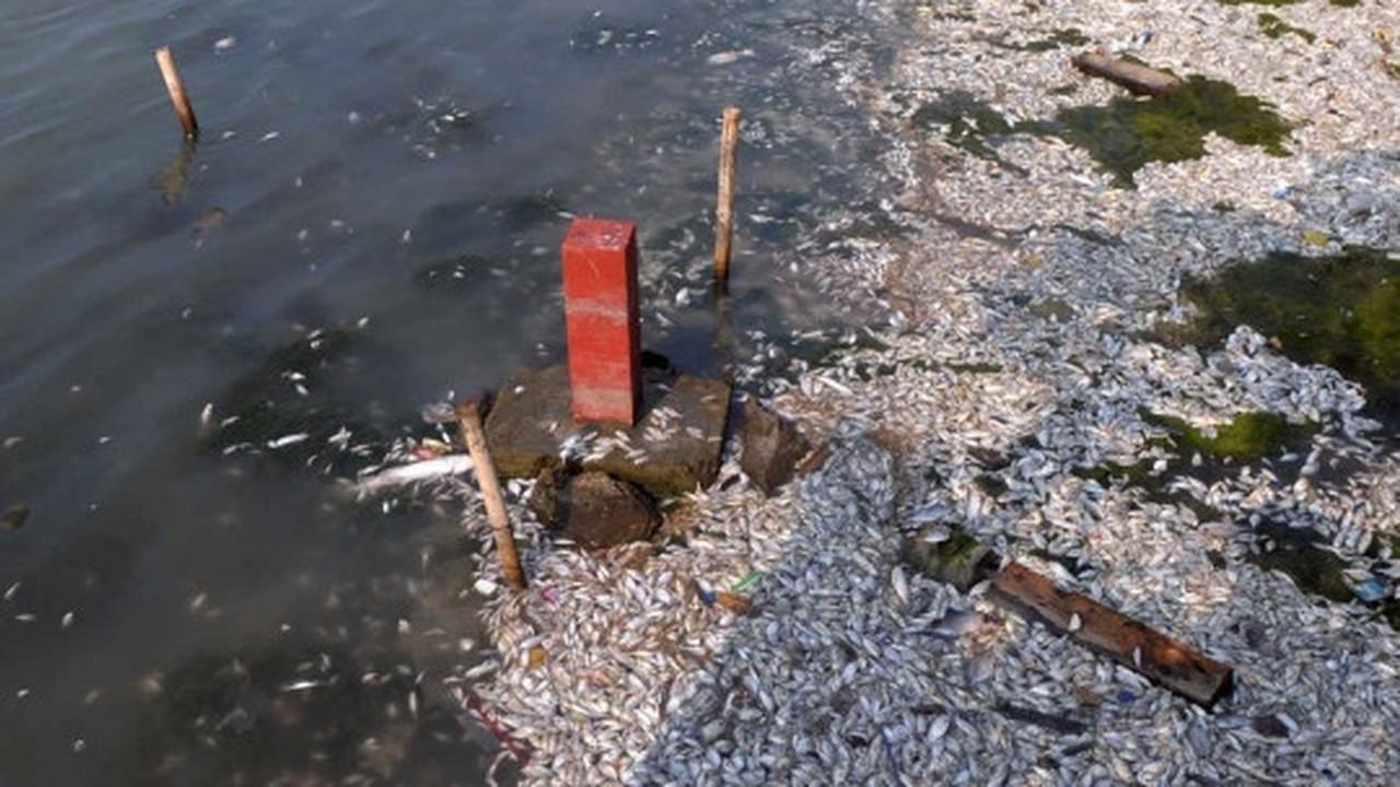 Jutaan ekor ikan berbagai jenis mati misterius di Pantai Ancol