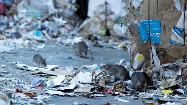 6 Potret Paris yang Dipenuhi Tikus, Populasinya Disebut Lebih dari Warga
