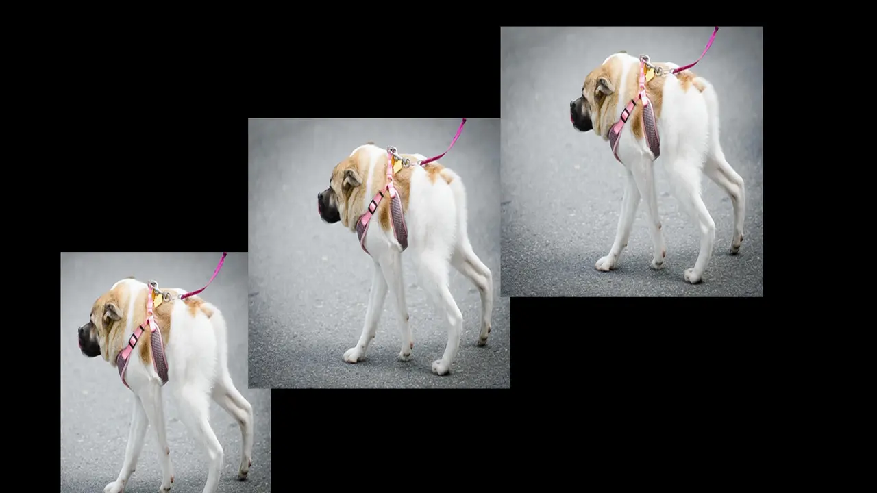 Anjing yang terlahir mirip babi.