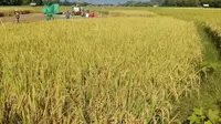 Salah satu strategi untuk mengantisipasi kemarau dilakukan Kelompok Tani Unggul, Desa Taman Martani dengan bermitra bersama PB Usaha Tani memproduksi benih padi tahan.