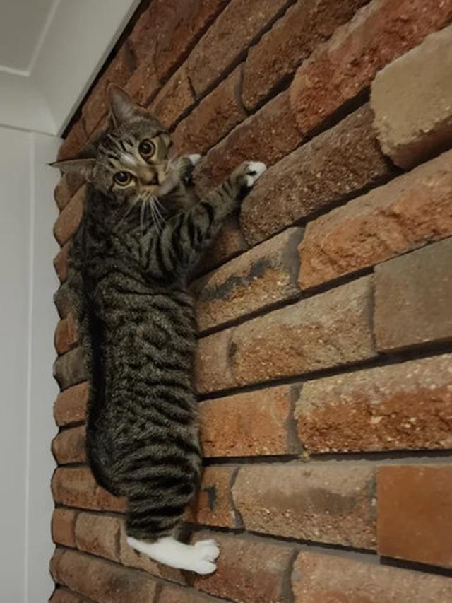 10 Potret Aksi Kucing Memanjat di Dinding Ini Malah Atraksi