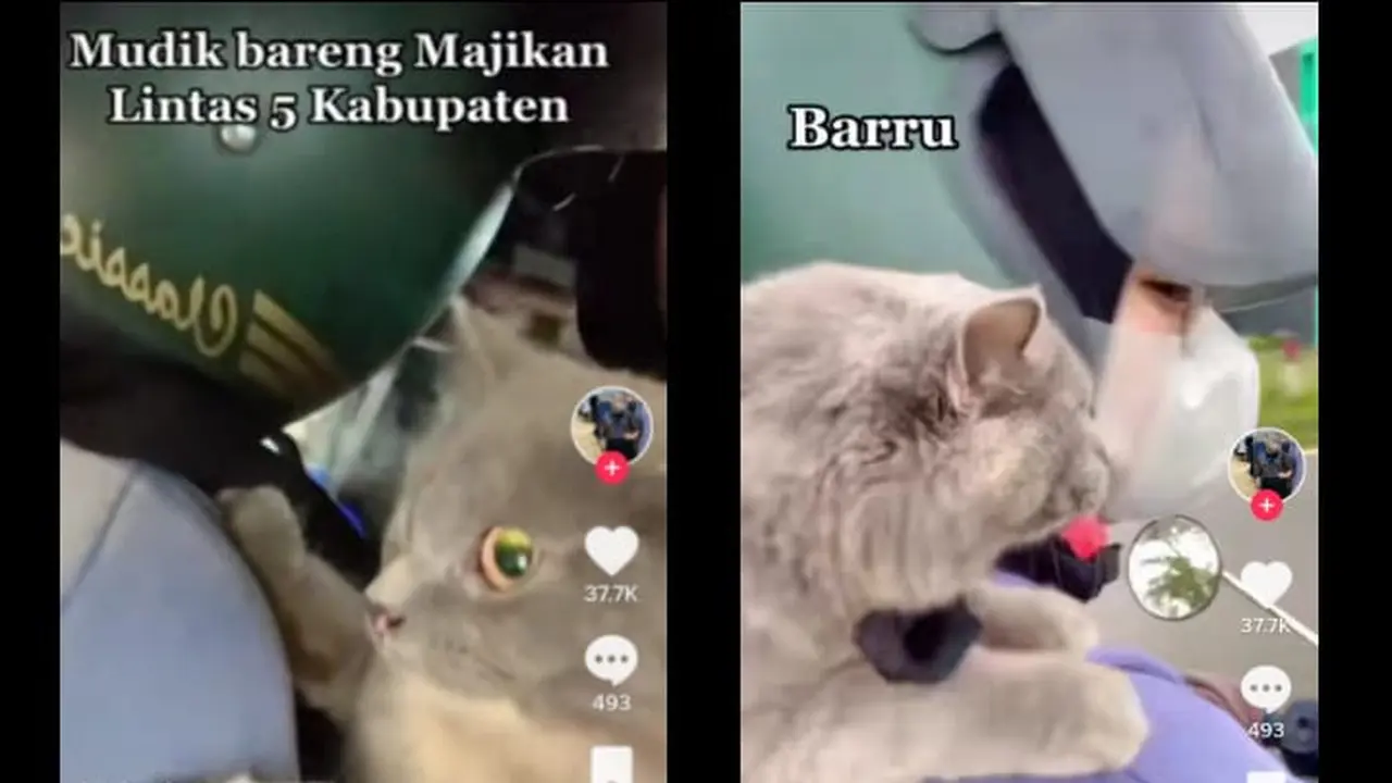 mudik lebaran bareng anabul