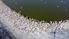 Pelikan jenis Great White digambarkan di waduk di Mishmar HaSharon, kota Tel Aviv, Israel bagian utara pada 19 November 2020. Ribuan pelikan bermigrasi melewati Israel dalam perjalanan mereka ke Afrika kemudian kembali ke Eropa pada musim panas. (Photo by JACK GUEZ / AFP)