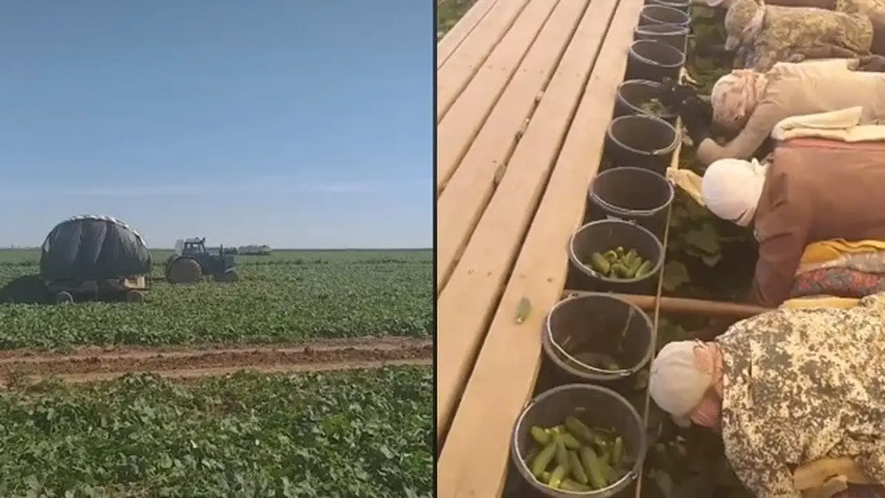 Viral Cara Panen Timun Sambil Rebahan Ini Santai Banget