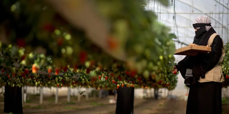 Potret Pekerja Wanita Palestina di Kebun Stroberi