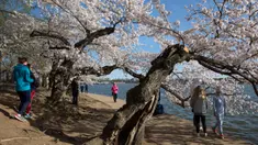 Orang-orang mengunjungi pohon sakura yang mekar penuh di Tidal Basin, Washington, Minggu (22/3/2020). Karena virus corona, otoritas National Mall and Memorial Parks meletakkan papan tanda peringatan kepada wisatawan untuk tetap menjaga jarak sosial antar pengunjung. (AP/Jacquelyn Martin)