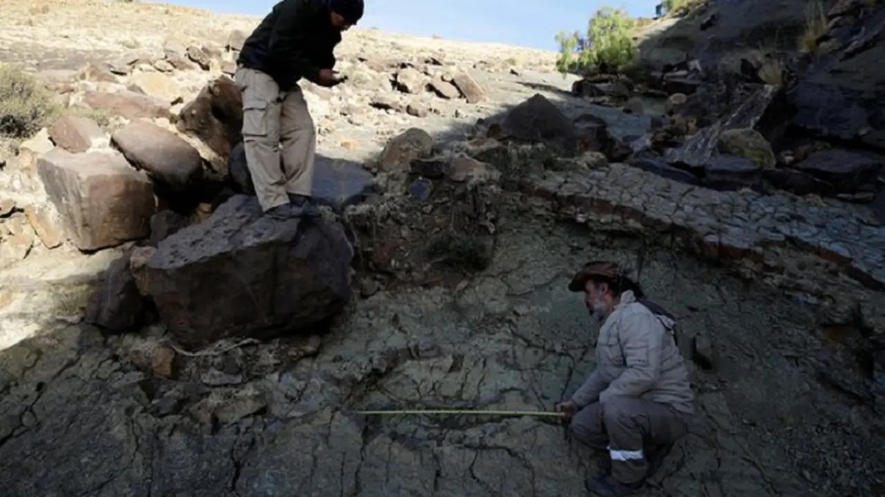 Ahli Paleontologi Argentina, Sebastian Apesteguia mengukur kembali temuan jejak kaki abelisaurus