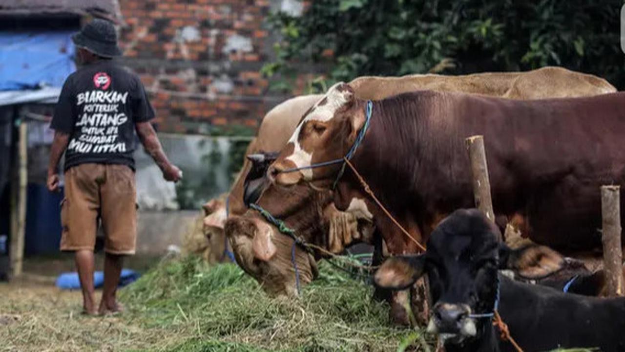Harga Hewan Kurban Termahal Sepanjang Sejarah
