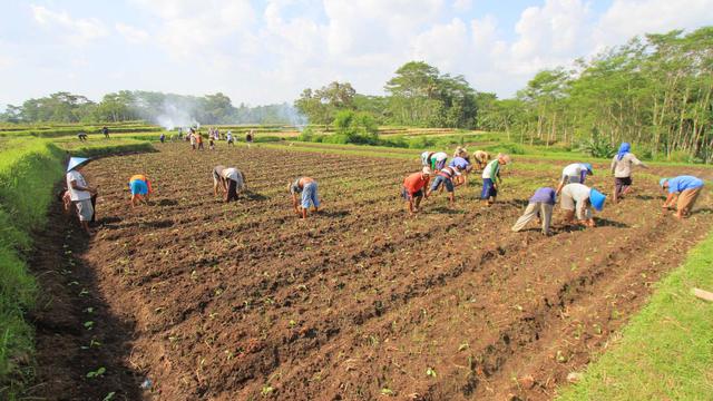 Mengenal dan Mengendalikan Hama Tanaman Tembakau Memanfaatkan Teknologi Digital