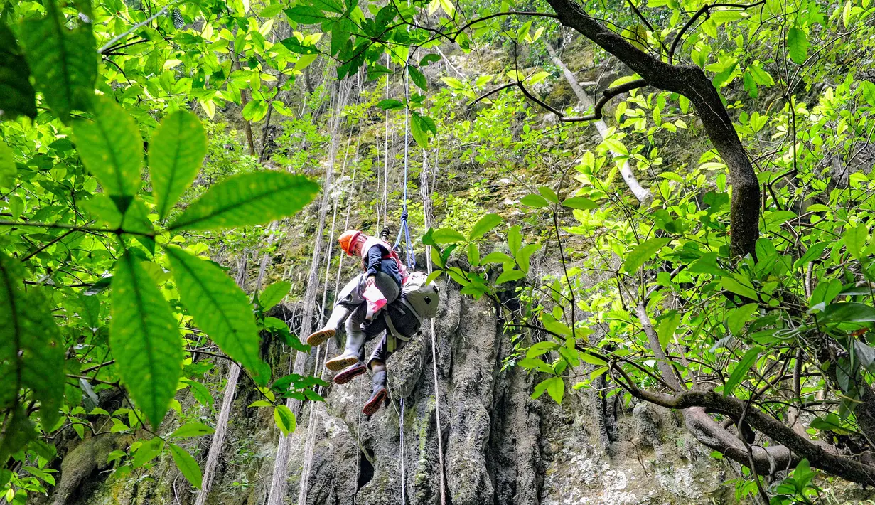Begitu menuruni gua sedalam 80 meter, pengunjung akan disambut pemandangan menakjubkan: hutan purba yang tumbuh subur di dasar gua. Nuansa lembap, aroma tanah basah, dan sinar matahari yang menembus celah sempit di atas menciptakan suasana magis seolah berada di dunia lain. Di dalamnya, stalaktit dan stalagmit menghiasi dinding serta langit-langit gua, sementara aliran sungai bawah tanah menambah kesan mistis sekaligus menenangkan. Tampak dalam foto, wisatawan saat turun untuk masuk ke dalam Goa Jomblang  di Gunung Kidul, Yogyakarta. (merdeka.com/Arie Basuki)