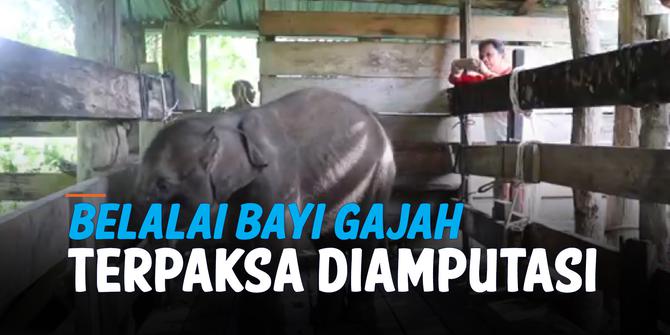 VIDEO: Belalai Bayi Gajah Aceh Terpaksa Diamputasi, Begini Kondisinya