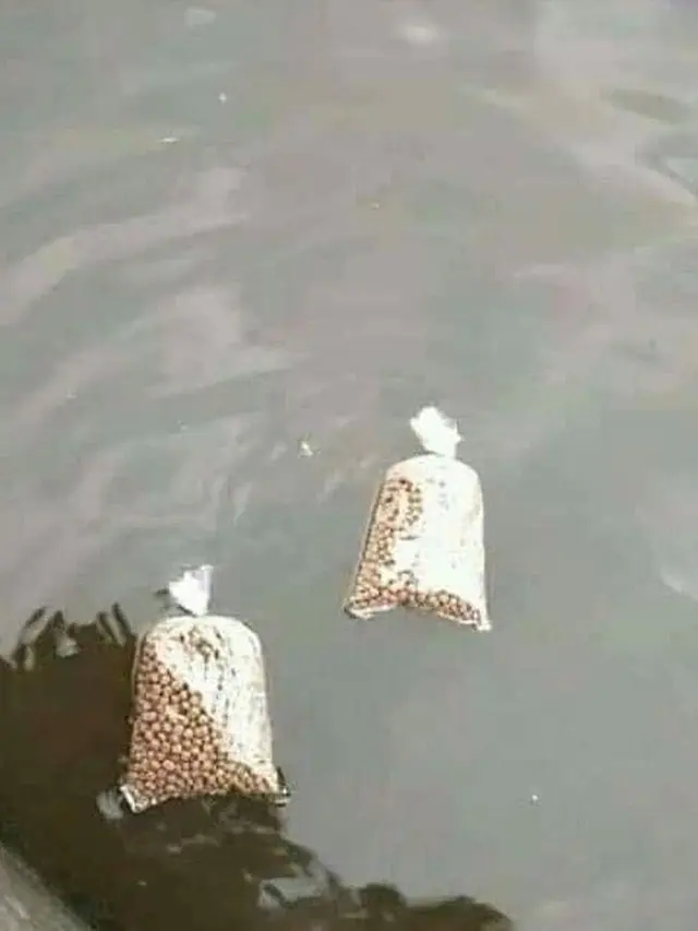 6 Kelakuan Absurd Kasih Makan Ikan Ini Bikin Geleng Kepala