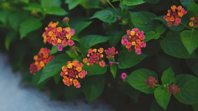 Bunga Lantana/Photo by Leiada Krözjhen on Unsplash