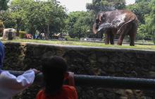 FOTO: Peringatan Maulid Nabi, Ragunan Diserbu Pengunjung