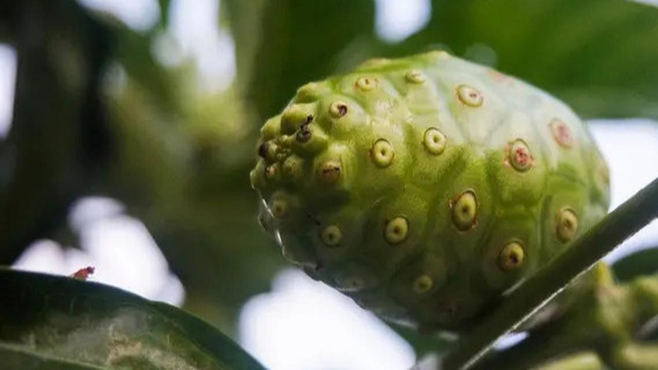 Cara Mengolah Mengkudu untuk Menurunkan Kolesterol dan Gula Darah