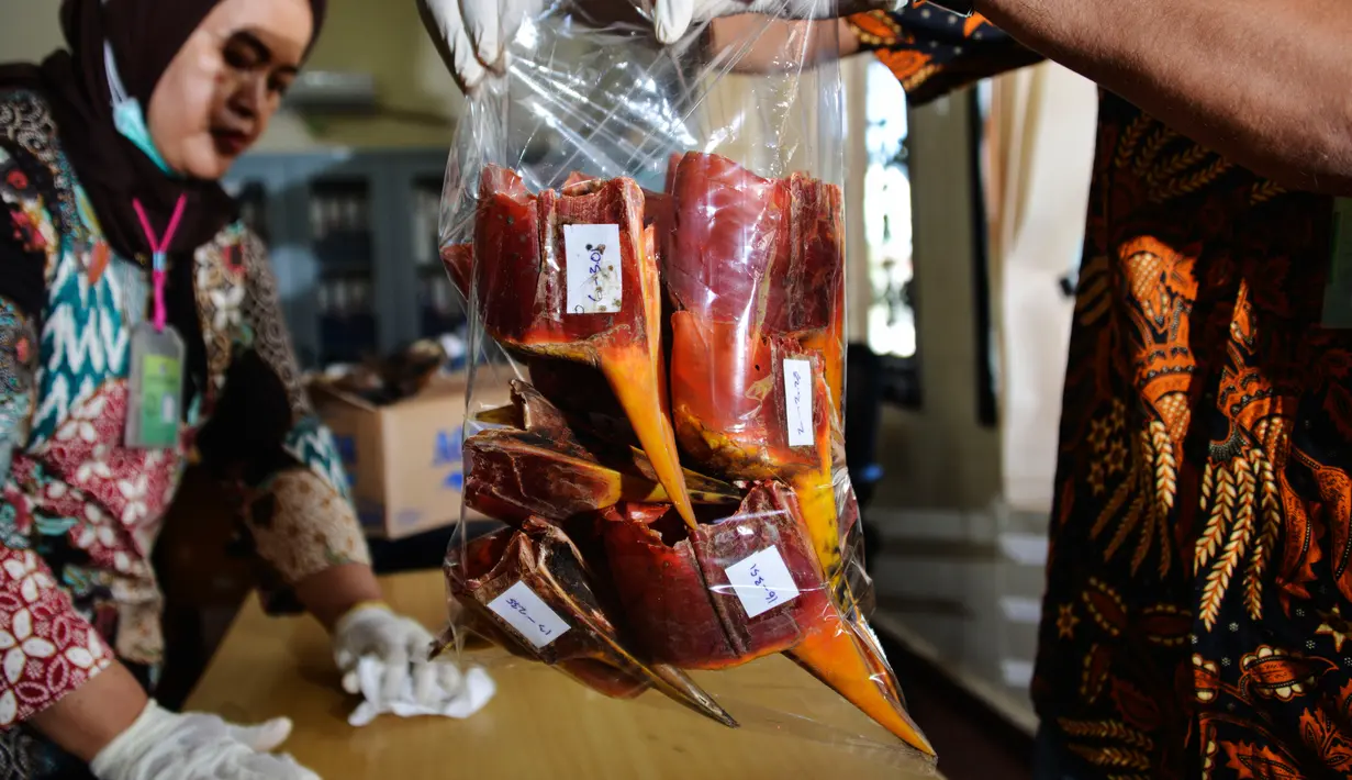 Petugas Badan Konservasi Sumber Daya Alam (BKSDA) Aceh menunjukkan paruh burung rangkong di Banda Aceh, Jumat (26/7/2019). BKSDA Aceh dan polisi menangkap dua pedagang hewan ilegal di sebuah distrik dekat Taman Nasional Gunung Leuser. (CHAIDEER MAHYUDDIN/AFP)