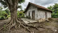 Tanda Akar Pohon Mulai Mengganggu Pondasi Rumah, Kenali Sejak Dini Sebelum Retak Membesar