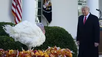 Presiden Donald Trump berjalan untuk mengampuni Corn si Kalkun Thanksgiving Nasional di Rose Garden, Gedung Putih, Washington, Amerika Serikat, Selasa (24/11/2020). Thanksgiving adalah hari libur resmi di Amerika Serikat. (AP Photo/Susan Walsh)