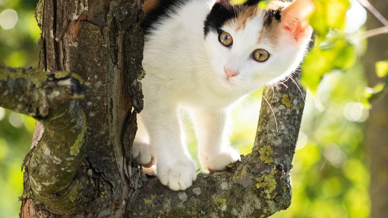 Penyebab Bau Mulut pada Kucing