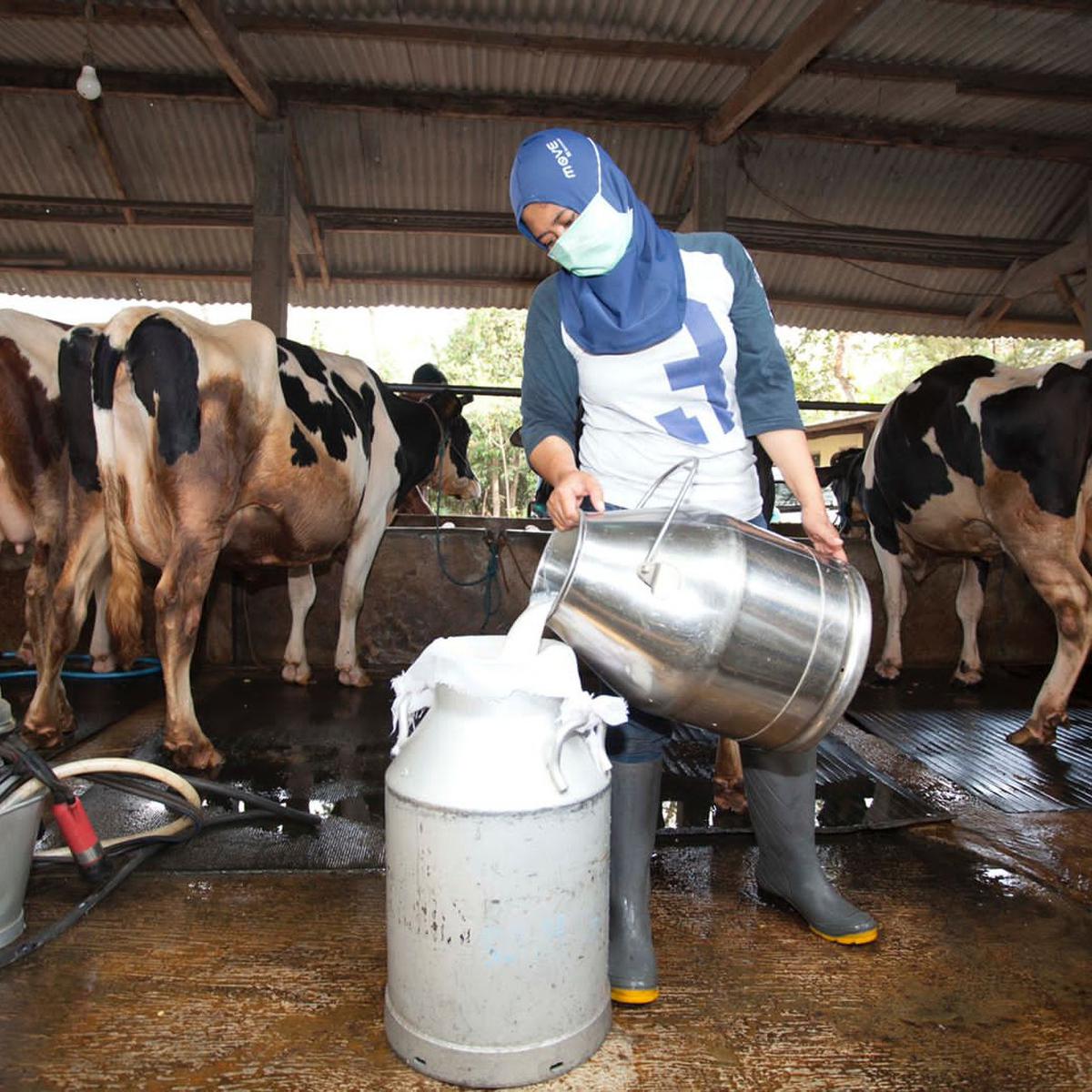 Sebanyak 870 juta liter susu segar di serap industri pengolahan susu setiap tahunnya.
