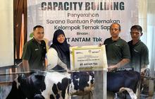 Sinergi PNM & ANTAM Dorong Peternak Sapi Lokal Tingkatkan Kualitas dan Produksi Susu Dalam Negeri