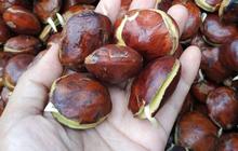 Cara Rebus Jengkol agar Bau Hilang, Pakai 3 Bahan Dapur Ini