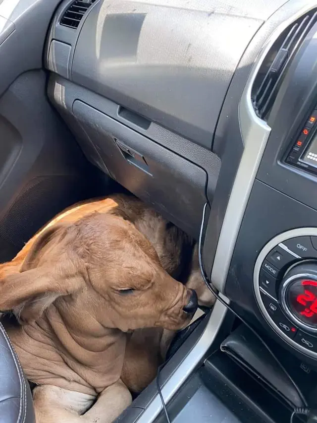 Pria Mabuk Bangga Selamatkan Anjing Terlantar, Ternyata...