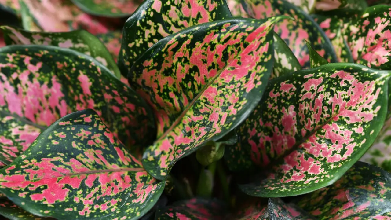 Cara Menanam dan Merawat Aglaonema agar Daun Tetap Cerah dan Subur
