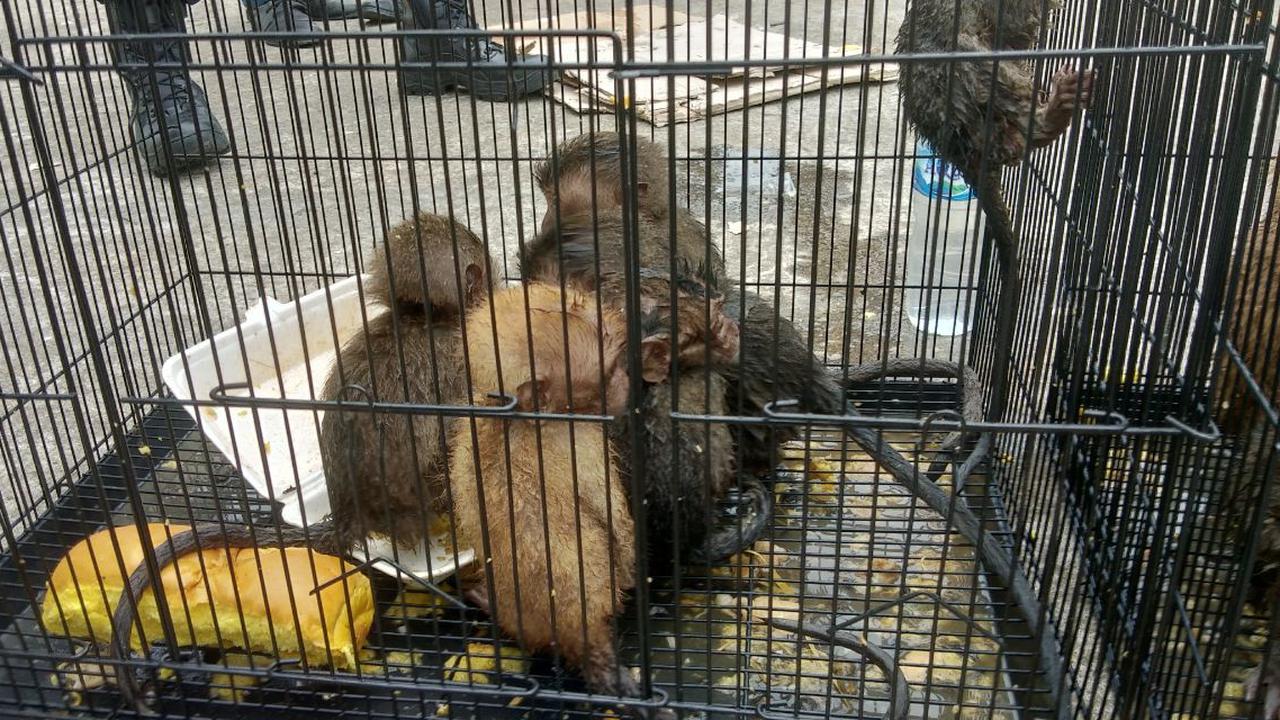 Puluhan satwa dilindungi diamankan di Pelabuhan Nusantara Parepare (Liputan6.com/Fauzan)