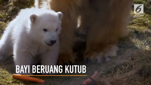 Seekor bayi beruang kutub lahir pertama kali di Inggris setelah kurun waktu 25 tahun terakhir.