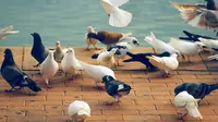 5 Ternak Burung Paling Cepat Panen dan Menguntungkan untuk Pemula