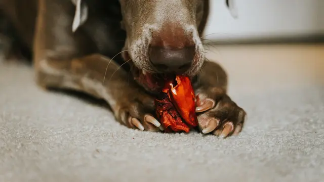 Dog Eat (unsplash.com/Tatiana Rodriguez)